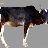 Indigenous Cows