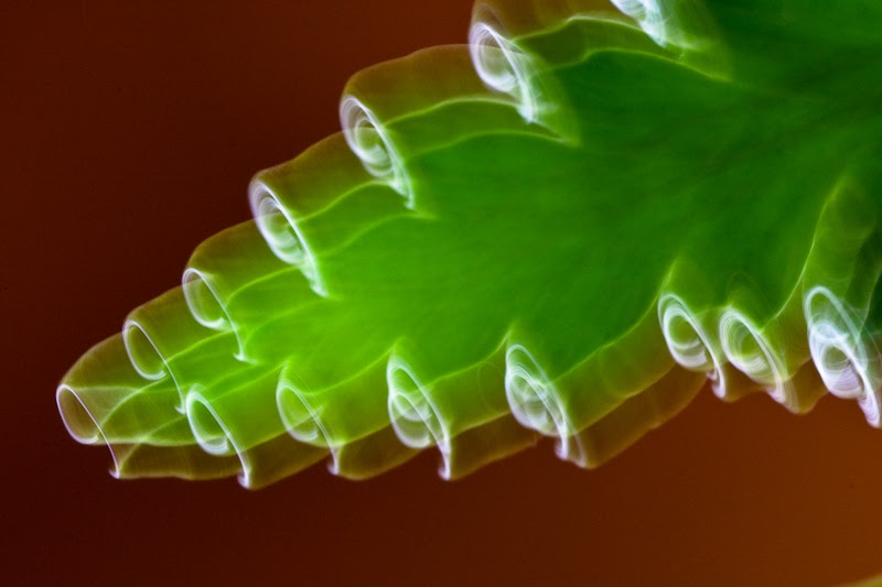 266 Shaking Like a Leaf