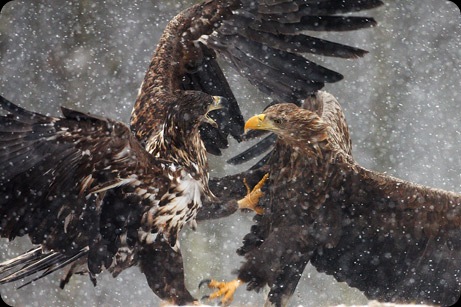 arabaquarius_eagle_461