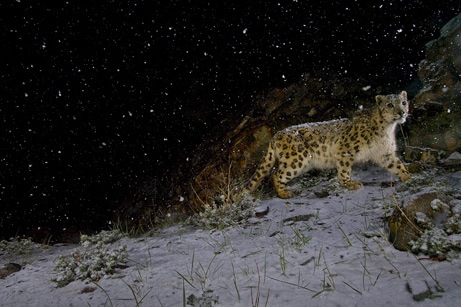 arabaquarius-snow_leopard