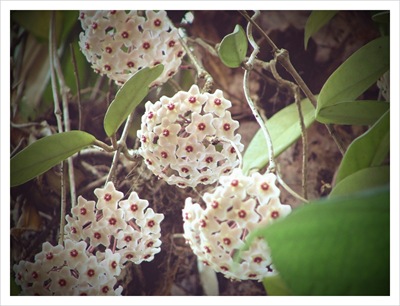 hoya vine (10)