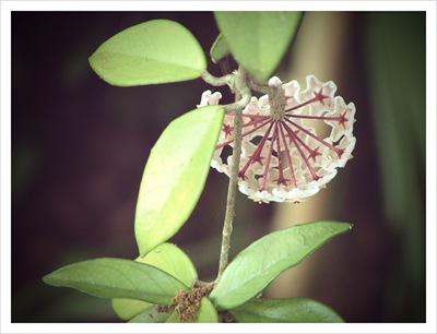 hoya vine (3)