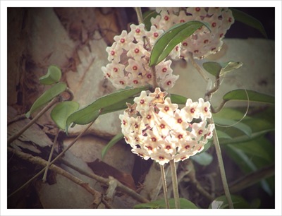 hoya vine (4)