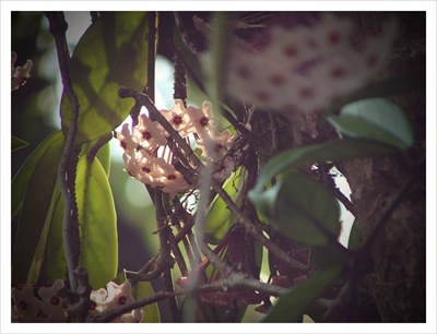 hoya vine (7)