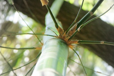 [bamboo tres (5)[2].jpg]