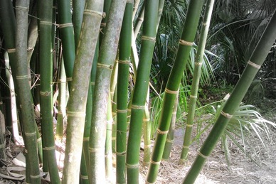 bamboo tres (2)