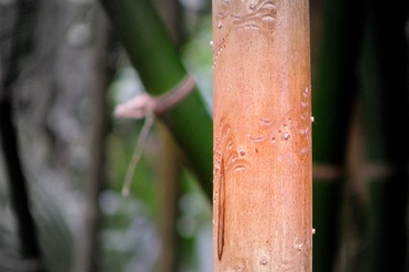 [bamboo tres[2].jpg]