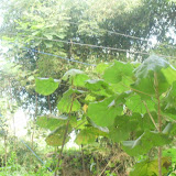 P7230162_800x600.jpg