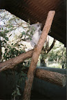 Should have gone to Australia Zoo and I woud've got to hold one