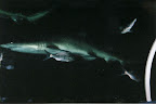 More sharks and some fish that haven't been eaten yet!