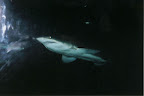 A mean lookin' shark in the sea aquarium in Sydney