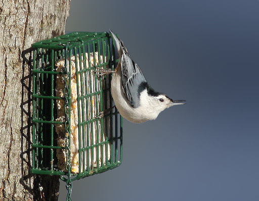 IMAGE: http://lh6.ggpht.com/_RSDQDKPui5k/S29g7S1ZnCI/AAAAAAAAH9E/K65dm3_29NU/IMG_8033_B.jpg