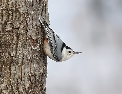 IMAGE: http://lh6.ggpht.com/_RSDQDKPui5k/S3Hq3FuQqHI/AAAAAAAAH-I/fhQBoLkHj7s/IMG_8232_A.jpg