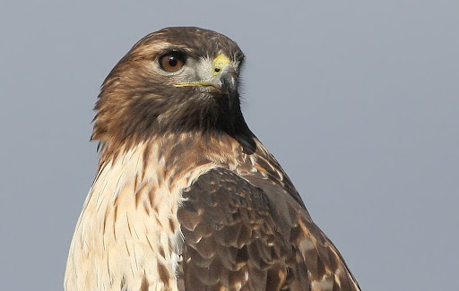 IMAGE: http://lh6.ggpht.com/_RSDQDKPui5k/SvH64i3uGNI/AAAAAAAAHMM/JxeYGl4wboU/IMG_3080_A.jpg