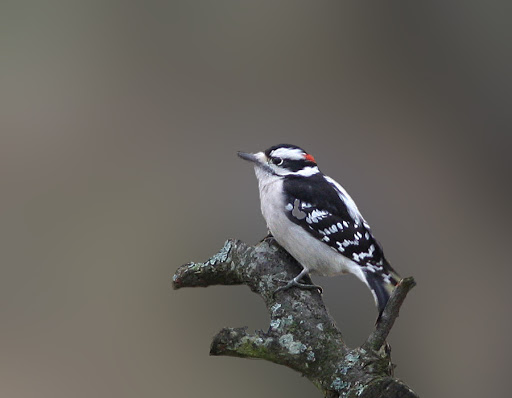 IMAGE: http://lh6.ggpht.com/_RSDQDKPui5k/Sw_1rbttKJI/AAAAAAAAHUk/GFBD6MJqbxA/IMG_3471_A.jpg