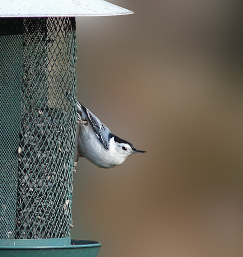 IMAGE: http://lh6.ggpht.com/_RSDQDKPui5k/SxLuG4bsWMI/AAAAAAAAHXY/jQq0qBsaFu8/IMG_4016_B.jpg