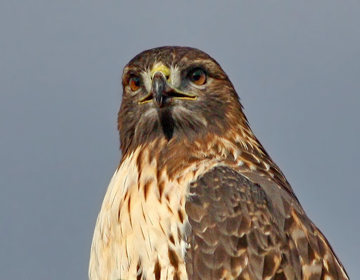 IMAGE: http://lh6.ggpht.com/_RSDQDKPui5k/Szj7qwY6eGI/AAAAAAAAHnc/xNjrnxyuUtc/IMG_3077_A2.jpg