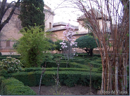 Jardines de la Alhambra. En el centro un esbelto Magnolio símbolo de la belleza y la delicadeza femenina