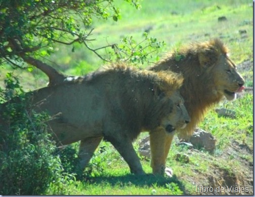 Los reyes del Crater del Ngorongoro...