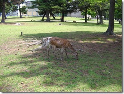 09Japan-Nara 094