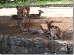 09Japan-Nara 125