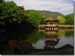 09Japan-Nara 326