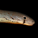 Common Scaly-foot