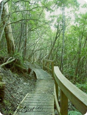 Mt. Wellington Track #5 Mt. Wellington Track #5