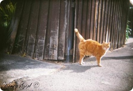holga-feline-friend-2 holga-feline-friend-2