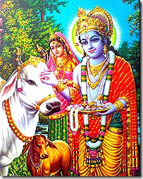 Lord Krishna tending to cows