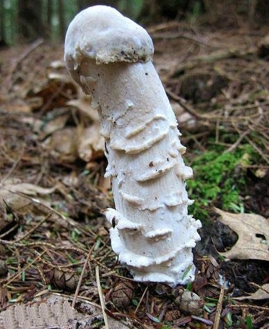 [penis-mushroom1[2].jpg]