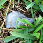 Puffball