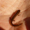 Dusky Salamander