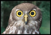 wildlife_birds_barking_owl
