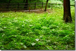 雨の日曜、森に行く４