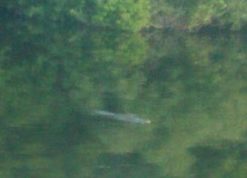 [Baby Gator[4].jpg]