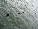 Some ducks swimming in the water of Lake Lucerne