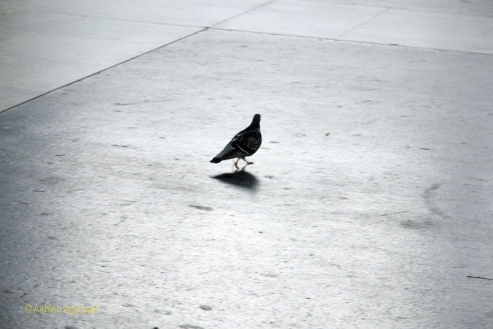 Pigeon inside the train station in Zurich, in the glare of reflected light
