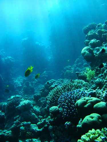 Dive, snorkeling, Taka Bonerete
