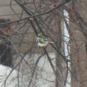 Yellow-rumped Warbler