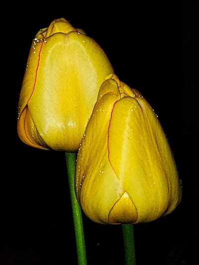 DSCF4403_night_tulip[1]