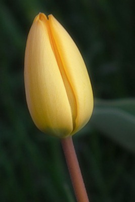 DSCF5204_tulip[1]