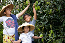 Mango Picking