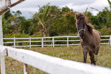 Horseback Riding
