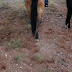 Horseback Ride / _MG_8555.JPG
