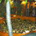 Halloween 2007 / DSC02404.JPG