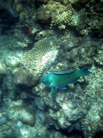 PICT0043.JPG Photo