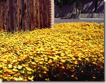 flowers11