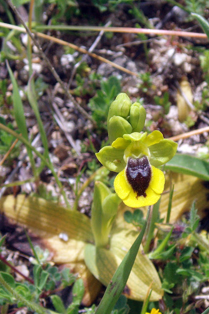 sur Ophrys corsica Dan%20Ophrys%20corsica%205a
