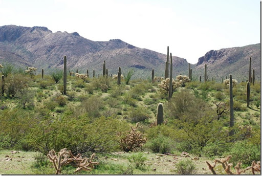 Alamo Canyon